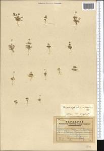 Ceratocephala orthoceras DC., Средняя Азия и Казахстан, Копетдаг, Бадхыз, Малый и Большой Балхан (M1) (Туркмения)