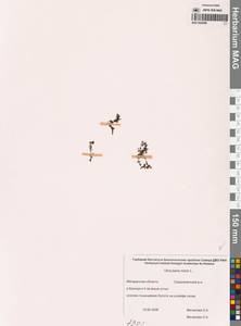 Пузырчатка малая L., Сибирь, Чукотка и Камчатка (S7) (Россия)