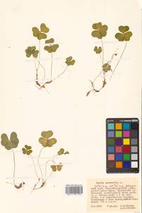 Кислица обыкновенная L., Сибирь, Дальний Восток (S6) (Россия)