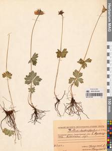 Купальница бумажночашелистиковая Schipcz., Сибирь, Чукотка и Камчатка (S7) (Россия)