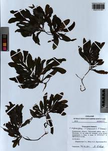 Potamogeton × angustifolius J.Presl, Сибирь, Алтай и Саяны (S2) (Россия)