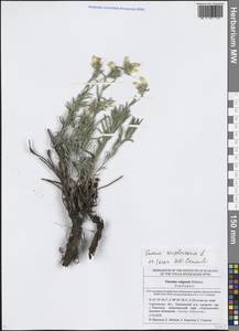 Оносма простейшая L., Восточная Европа, Нижневолжский район (E9) (Россия)