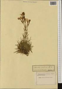 Dianthus serotinus Waldst. & Kit., Западная Европа (EUR) (Словакия)