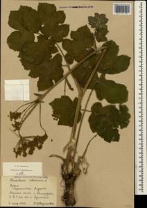 Heracleum sphondylium subsp. sibiricum (L.) Simonk., Крым (KRYM) (Россия)