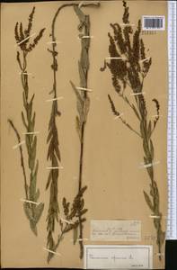 Вероника ненастоящая, Вероника сомнительная L., Средняя Азия и Казахстан, Джунгарский Алатау и Тарбагатай (M5) (Казахстан)