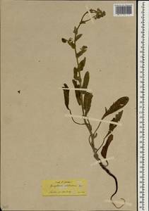Cynoglossum nebrodense Guss., Зарубежная Азия (ASIA) (Турция)