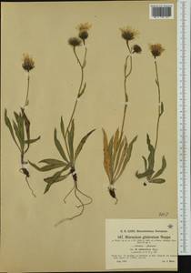 Hieracium glabratum Hoppe ex Willd., Западная Европа (EUR) (Австрия)