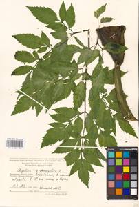 Дудник лекарственный, Дягиль лекарственный L., Восточная Европа, Московская область и Москва (E4a) (Россия)