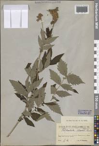 Таволга вязолистная (L.) Maxim., Восточная Европа, Северо-Западный район (E2) (Россия)