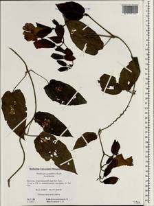 Thunbergia grandiflora (Roxb. ex Rottler) Roxb., Зарубежная Азия (ASIA) (Вьетнам)