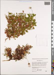Dryas octopetala subsp. ajanensis (Juz.) Hultén, Сибирь, Якутия (S5) (Россия)