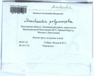 Marchantia polymorpha L., Гербарий мохообразных, Мхи - Москва и Московская область (B6a) (Россия)