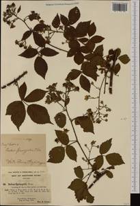 Rubus sprengelii Weihe, Западная Европа (EUR) (Великобритания)