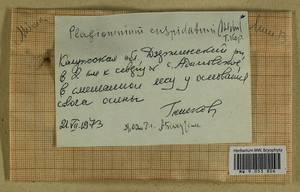 Plagiomnium cuspidatum (Hedw.) T.J. Kop., Гербарий мохообразных, Мхи - Центральное Нечерноземье (B6) (Россия)