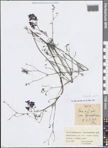 Delphinium consolida subsp. consolida, Кавказ, Краснодарский край и Адыгея (K1a) (Россия)