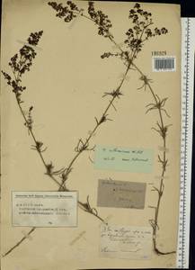 Подмаренник русский Willd., Восточная Европа, Средневолжский район (E8) (Россия)