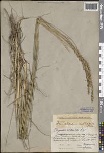 Волоснец многостебельный (Kar. & Kir.) Tzvelev, Средняя Азия и Казахстан, Прикаспийский Устюрт и Северное Приаралье (M8) (Казахстан)