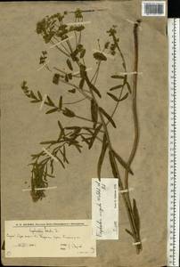 Молочай лозный, Молочай прутьевидный Waldst. & Kit., Восточная Европа, Нижневолжский район (E9) (Россия)