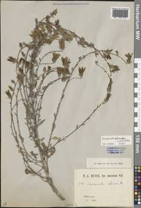 Колокольчик Гогенакера Fisch. & C.A.Mey., Кавказ, Краснодарский край и Адыгея (K1a) (Россия)