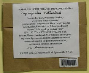 Bryonoguchia molkenboeri (Sande Lac.) Z. Iwats. & Inoue, Гербарий мохообразных, Мхи - Дальний Восток (без Чукотки и Камчатки) (B20) (Россия)