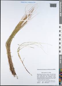 Осока безжилковая C.A.Mey., Монголия (MONG) (Монголия)