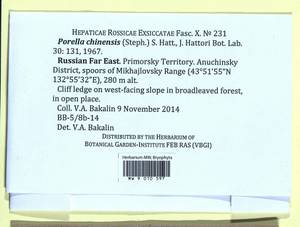Porella chinensis (Steph.) S. Hatt., Гербарий мохообразных, Мхи - Дальний Восток (без Чукотки и Камчатки) (B20) (Россия)