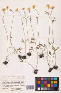 Лютик стоповидный Waldst. & Kit., Восточная Европа, Восточный район (E10) (Россия)