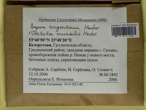 Bryum argenteum Hedw., Гербарий мохообразных, Мхи - Белоруссия (B2) (Белоруссия)