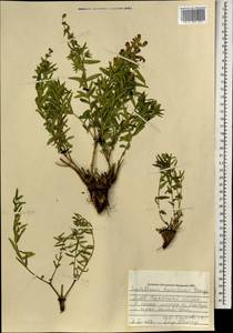 Шлемник байкальский Georgi, Монголия (MONG) (Монголия)