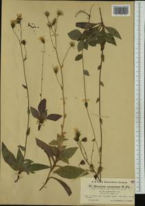 Hieracium racemosum subsp. provinciale (Jord.) Rouy, Западная Европа (EUR) (Италия)