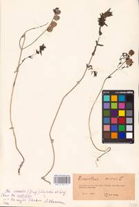 MHA 0 162 111, Rhinanthus serotinus var. vernalis (N.W.Zinger) Janch., Восточная Европа, Восточный район (E10) (Россия)