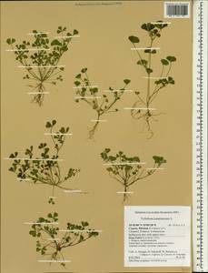 Trifolium tomentosum L., Зарубежная Азия (ASIA) (Кипр)