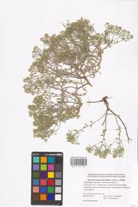 Odontarrhena tortuosa subsp. tortuosa, Восточная Европа, Восточный район (E10) (Россия)