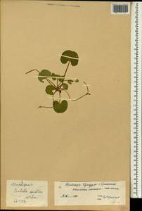 Центелла азиатская (L.) Urb., Зарубежная Азия (ASIA) (КНР)