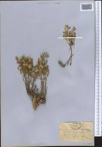 Zygophyllum oxianum Boriss., Средняя Азия и Казахстан, Западный Тянь-Шань и Каратау (M3) (Неизвестно)