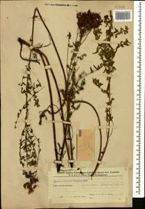 Зверобой продырявленный L., Кавказ, Азербайджан (K6) (Азербайджан)