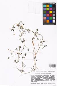 Лютик волосолистный, Шелковник волосолистный Chaix, Восточная Европа, Московская область и Москва (E4a) (Россия)