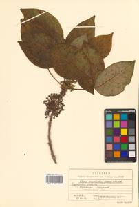 Toxicodendron orientale subsp. orientale, Сибирь, Дальний Восток (S6) (Россия)