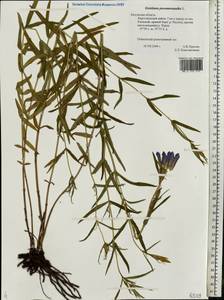 Горечавка легочная L., Восточная Европа, Центральный район (E4) (Россия)