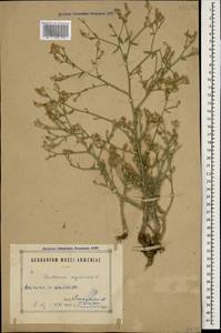Василек растопыреный (Willd.) Gugler, Кавказ, Армения (K5) (Армения)