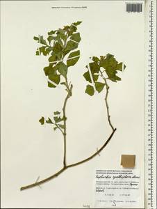 Euphorbia heterophylla var. cyathophora (Murray) Griseb., Зарубежная Азия (ASIA) (Мальдивы)