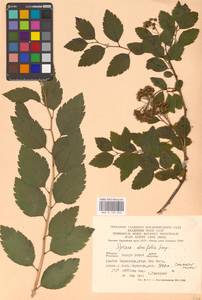 Спирея дубровколистная, Таволга дубровколистная L., Восточная Европа, Западно-Украинский район (E13) (Украина)
