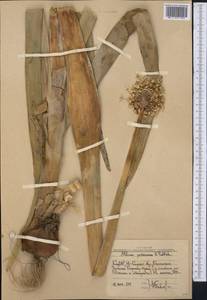 Allium pskemense B.Fedtsch., Средняя Азия и Казахстан, Западный Тянь-Шань и Каратау (M3) (Узбекистан)
