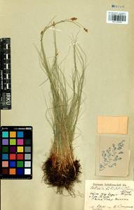 Carex macroprophylla (Y.C.Yang) S.R.Zhang, Сибирь, Прибайкалье и Забайкалье (S4) (Россия)