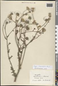 Скерда маколистная (M.Bieb.) Čelak., Восточная Европа, Молдавия (E13a) (Молдавия)