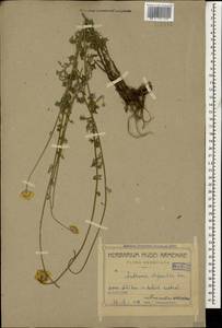 Cota tinctoria subsp. tinctoria, Кавказ, Армения (K5) (Армения)