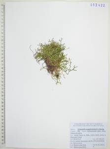 Плаунок кровянокрасный (L.) Spring, Сибирь, Дальний Восток (S6) (Россия)