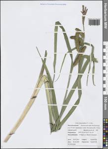 Carex utriculata Boott, Сибирь, Чукотка и Камчатка (S7) (Россия)