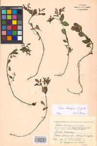 Phedimus stolonifer (S. G. Gmel.) 't Hart, Восточная Европа, Московская область и Москва (E4a) (Россия)
