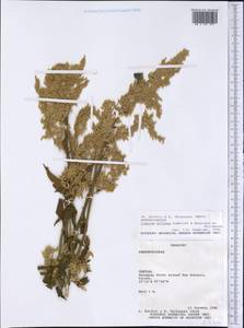 Iresine diffusa Humb. & Bonpl. ex Willd., Америка (AMER) (Парагвай)
